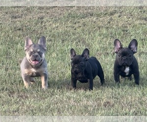 French Bulldog Dog Breeder near LONGVIEW, TX, USA