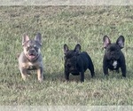 Small breeder photo