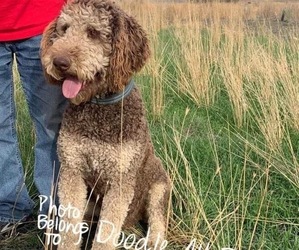 Double Doodle Dog Breeder in EPHRATA,  USA
