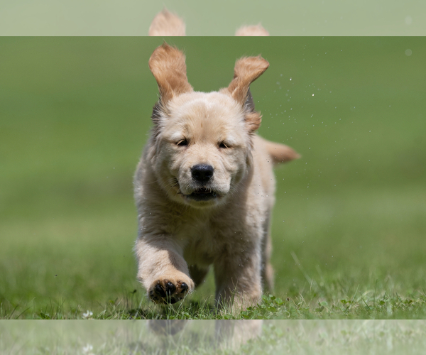 Medium Photo #15  Breeder Profile in ROWLEY, MA, USA