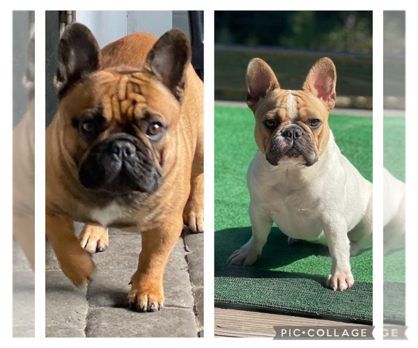 Medium Photo #3  Breeder Profile in KALISPELL, MT, USA