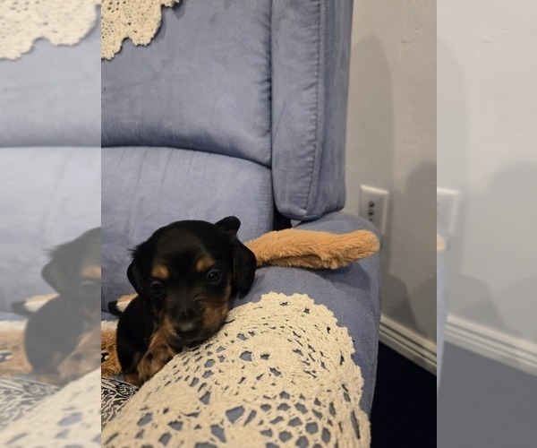 Medium Photo #11  Breeder Profile in KIRTLAND, NM, USA