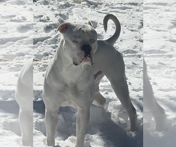 Medium Photo #1  Breeder Profile in BUDD LAKE, NJ, USA