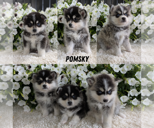 Medium Photo #7  Breeder Profile in GOSHEN, IN, USA