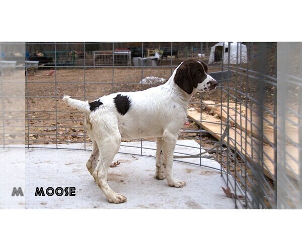 Medium Photo #15  Breeder Profile in CLARE, MI, USA