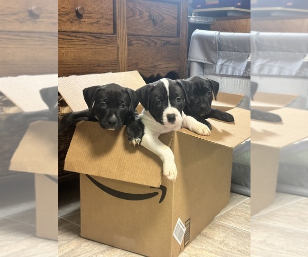 Medium Photo #1  Breeder Profile in BURTONSVILLE, MD, USA
