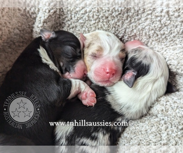 Medium Photo #34  Breeder Profile in GEORGETOWN, TN, USA