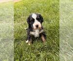 Small #3 Breeder Profile image