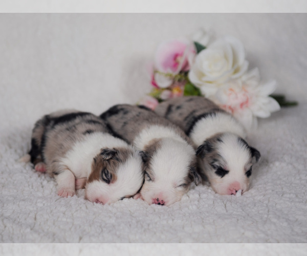 Medium Photo #38  Breeder Profile in CONWAY, MO, USA