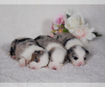 Small #37 Breeder Profile image