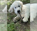 Small #13 Breeder Profile image