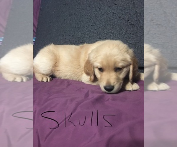 golden retriever breeders in arkansas golden retriever breeder in benton arkansas usa golden retriever breeders in arkansas golden retriever breeder in benton arkansas usa