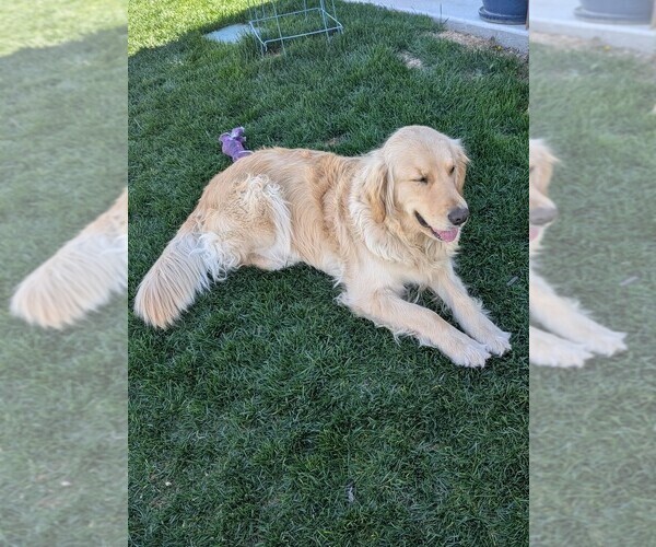 Medium Photo #23  Breeder Profile in DOLORES, CO, USA