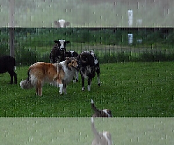 Medium Photo #6  Breeder Profile in PARIS, MI, USA