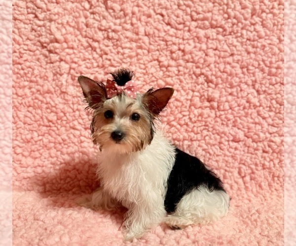 Medium Photo #4  Breeder Profile in REDLANDS, CA, USA