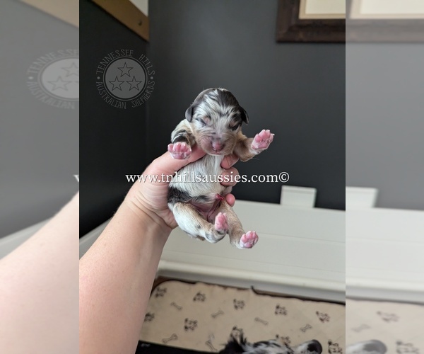 Medium Photo #33  Breeder Profile in GEORGETOWN, TN, USA