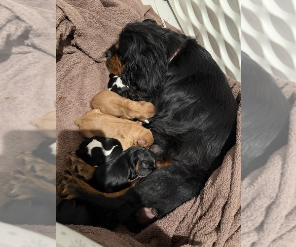 Medium Photo #3  Breeder Profile in WAXAHACHIE, TX, USA