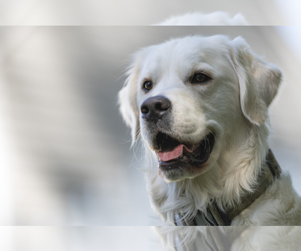 Medium Photo #25  Breeder Profile in ROWLEY, MA, USA