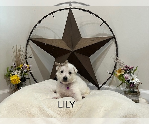 Medium Photo #5  Breeder Profile in GRIFFIN, GA, USA
