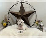Small #4 Breeder Profile image