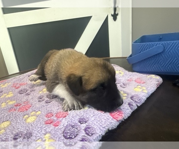 Medium Photo #21  Breeder Profile in LULING, TX, USA