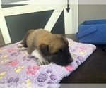 Small #20 Breeder Profile image