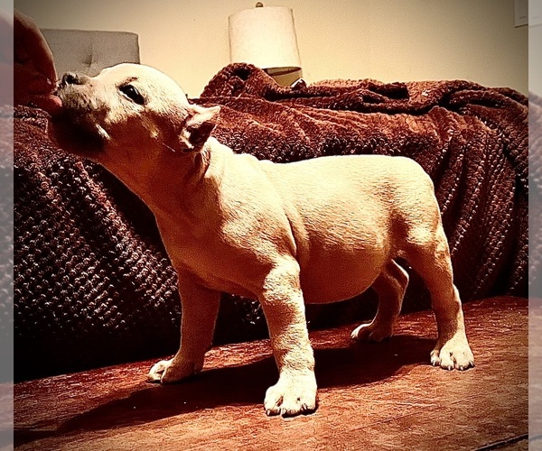 Medium Photo #12  Breeder Profile in FORT MITCHELL, AL, USA