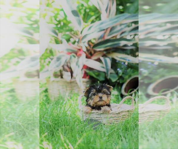 Medium Photo #24  Breeder Profile in SCHAUMBURG, IL, USA
