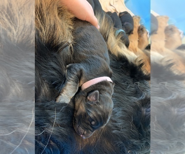 Medium Photo #46  Breeder Profile in PINON HILLS, CA, USA