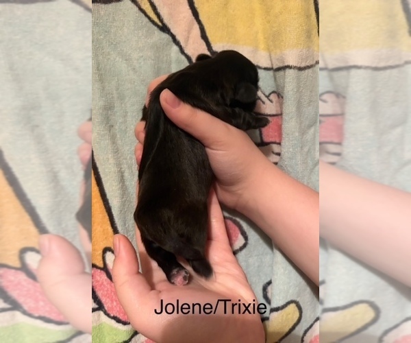 Medium Photo #45  Breeder Profile in SCOTTSDALE, AZ, USA
