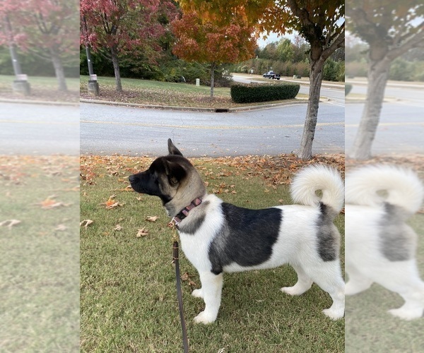 Medium Photo #77  Breeder Profile in MCDONOUGH, GA, USA