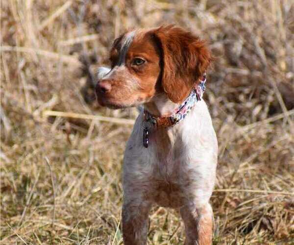 Medium Photo #2  Breeder Profile in HORTENSE, GA, USA