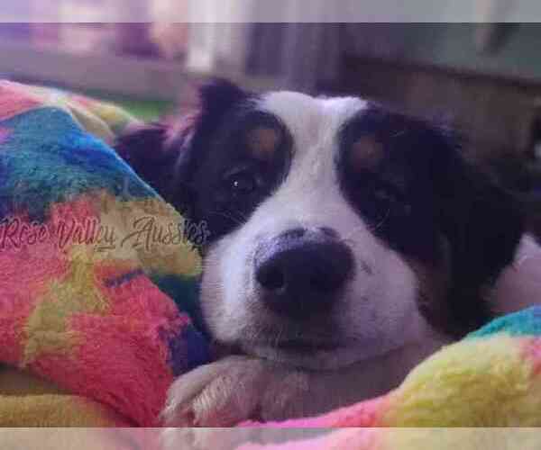 Medium Photo #6  Breeder Profile in TROUT RUN, PA, USA