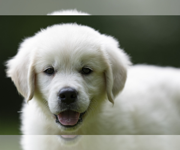 Medium Photo #19  Breeder Profile in ROWLEY, MA, USA