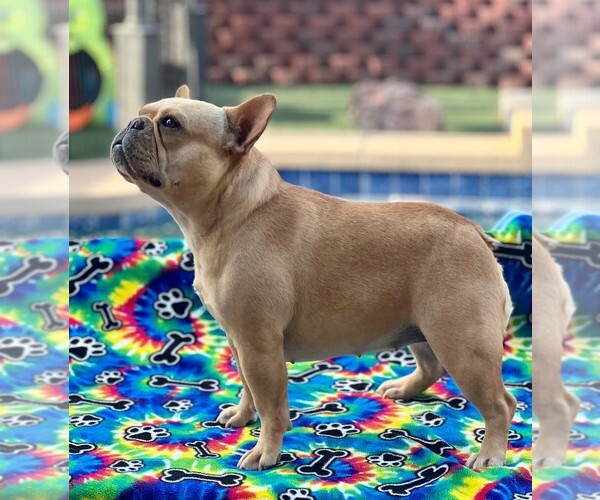 Medium Photo #1  Breeder Profile in BUCKEYE, AZ, USA