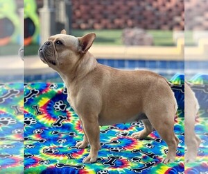 French Bulldog Dog Breeder near BUCKEYE, AZ, USA