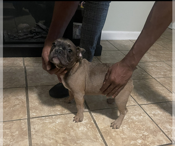 Medium Photo #1  Breeder Profile in STREAMWOOD, IL, USA