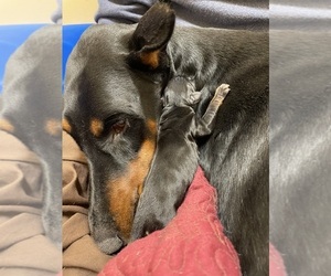 Doberman Pinscher Dog Breeder near PECK, KS, USA