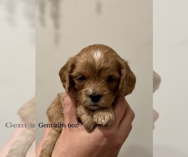 Medium Photo #7  Breeder Profile in ROCKLIN, CA, USA
