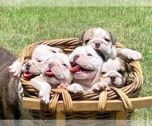 Bulldog Dog Breeder near DENISON, TX, USA