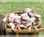 Small breeder photo