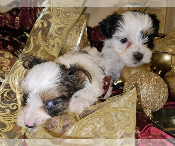 Medium Photo #3  Breeder Profile in DARLINGTON, SC, USA