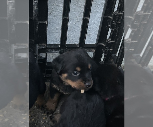Medium Photo #19  Breeder Profile in TOMS RIVER, NJ, USA