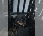 Small #18 Breeder Profile image
