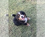 Small #3 Breeder Profile image