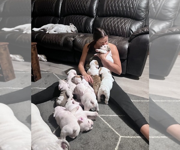 Medium Photo #1  Breeder Profile in UTICA, OH, USA