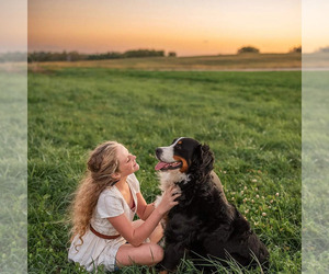 Bernese Mountain Dog Dog Breeder near CUBA CITY, WI, USA