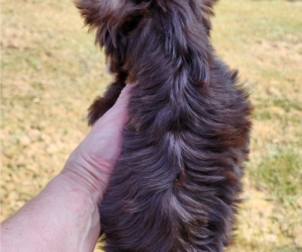 Medium Photo #10  Breeder Profile in ROCKWOOD, TN, USA