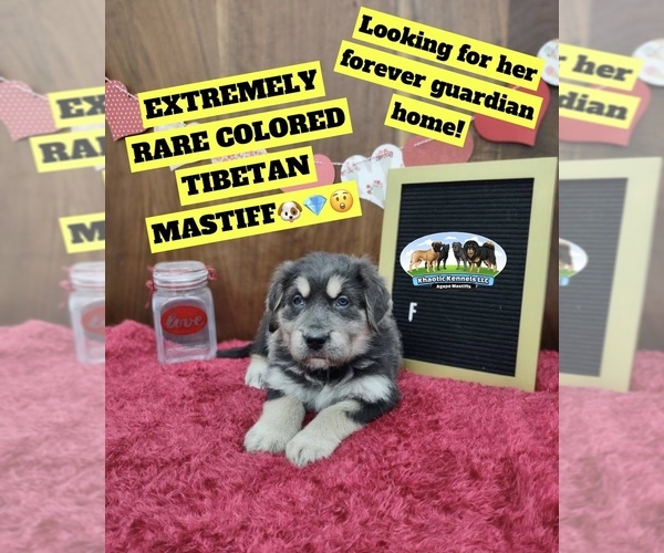 Medium Photo #29  Breeder Profile in MORRISTON, FL, USA
