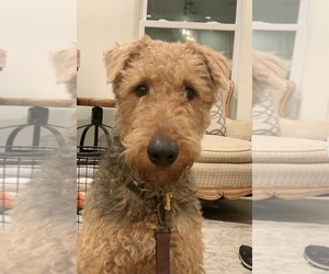 Airedale Terrier Dog Breeder in TROY,  USA